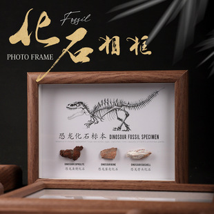 天然化石标本相框古生物文创摆件菊石鲨鱼牙齿恐龙装饰工艺品挂画