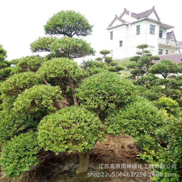 树桩9公分粗庭院黄杨树绿色系黄杨盆景桩露地春色叶绿植