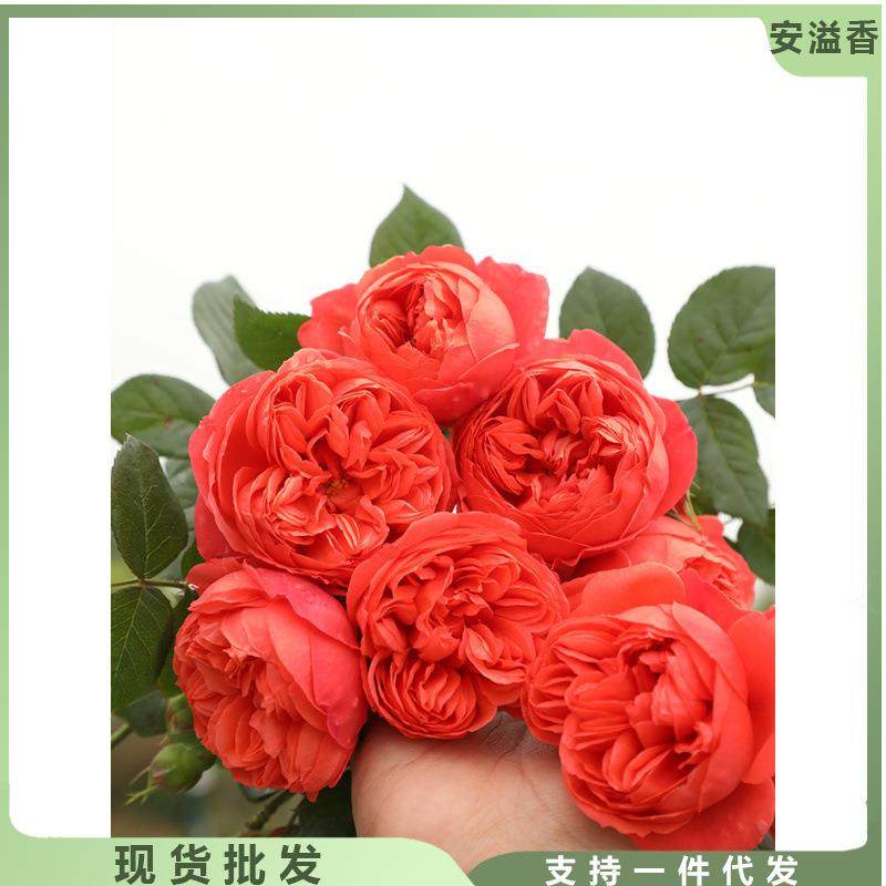 天狼月季国产自育炽炎耐热丰花灌木阳台庭院月季多季节开花