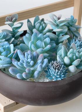 蓝色系植绒仿真多肉植物绿植 家居装饰摆件组合人造盆栽盆景