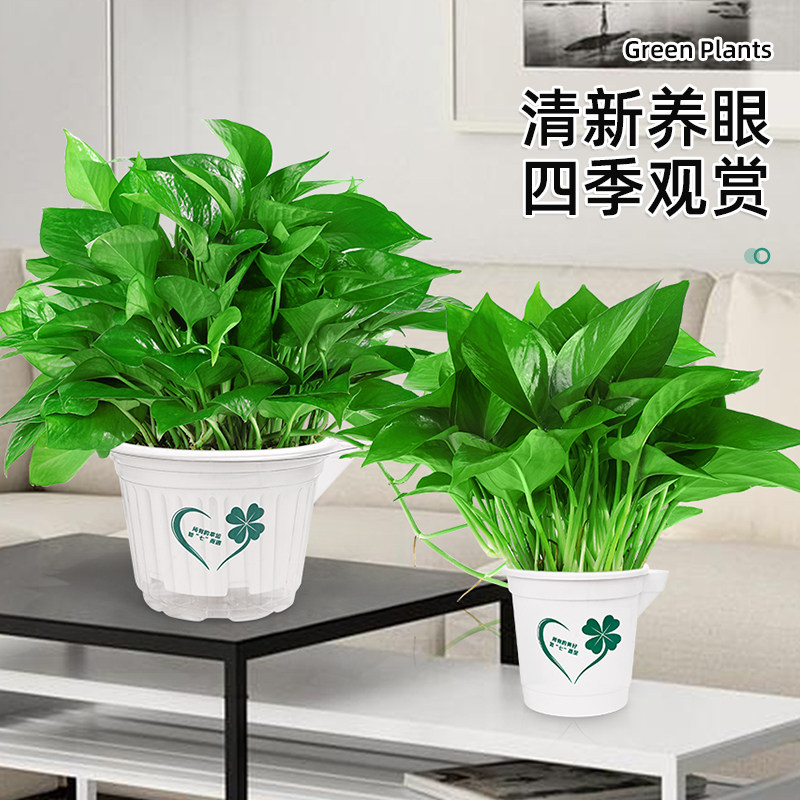 绿萝盆栽好养室内客厅新房吸甲醛绿植花卉办公室植物绿箩净化空