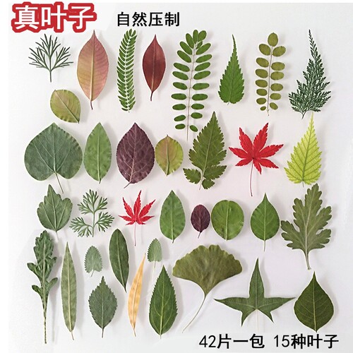 天然干树叶标本diy手工装饰x材料包幼儿园植物书签压花贴画真植物