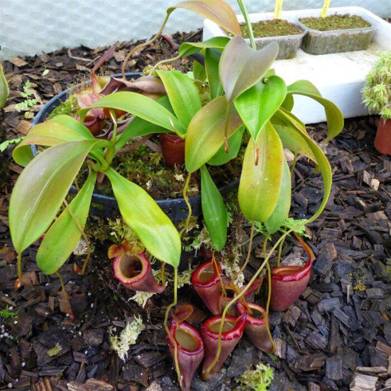 【杏黄猪笼草 】 猪笼草捕蝇草M茅膏菜食肉食虫植物