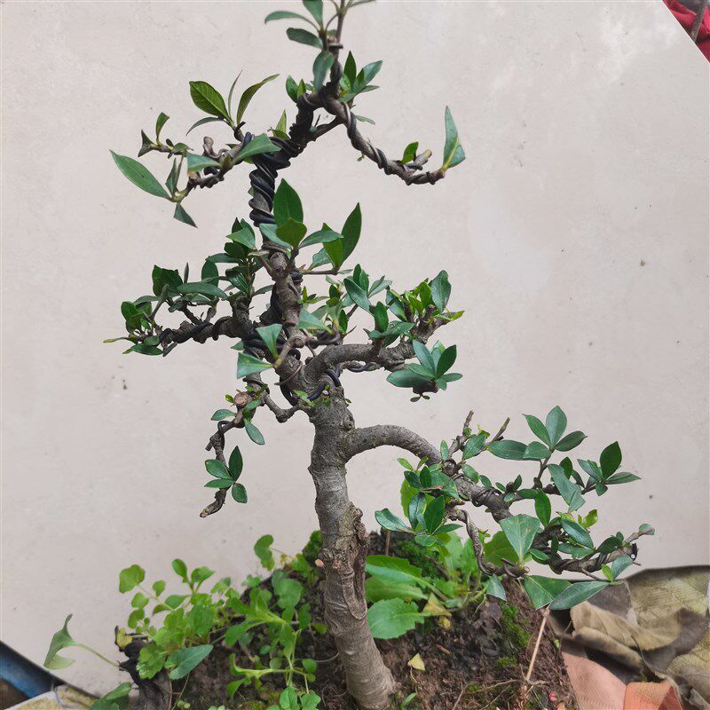 万胜盆景小叶栀子花精品矮霸小老桩盆景盆栽桌摆绿植小品素材