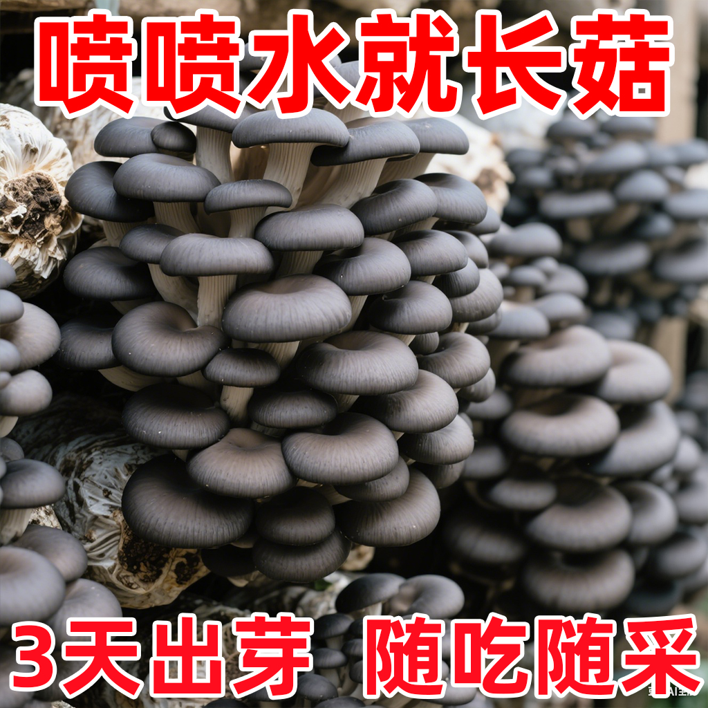 平菇新鲜菌种包菌菇家庭室内阳台种植包四级菌种家种食用蘑菇菌包