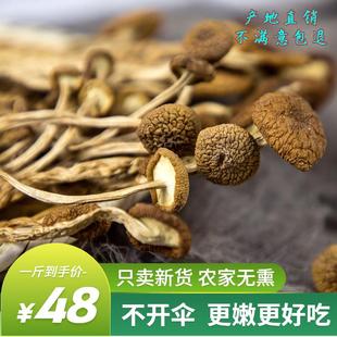 新货500g精选茶树菇不开伞2023年古田新鲜盖嫩茶树菇干货煲汤无硫