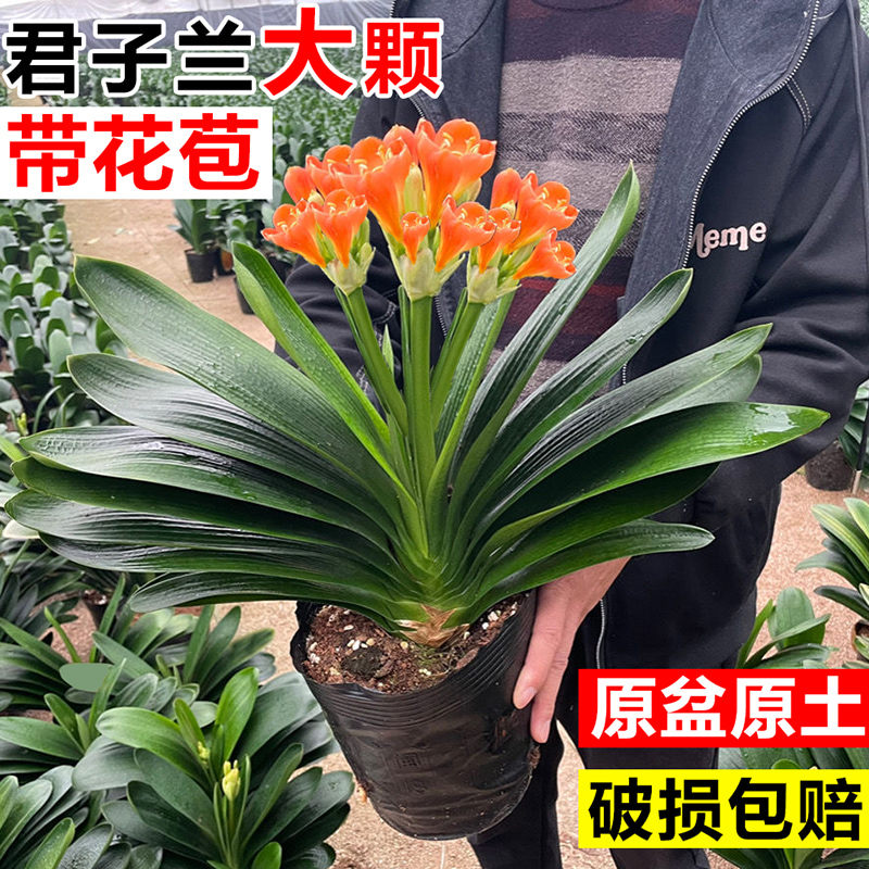 君子兰盆栽e带花苞四季好养多肉花苗盆景客厅桌面老桩大苗花卉绿