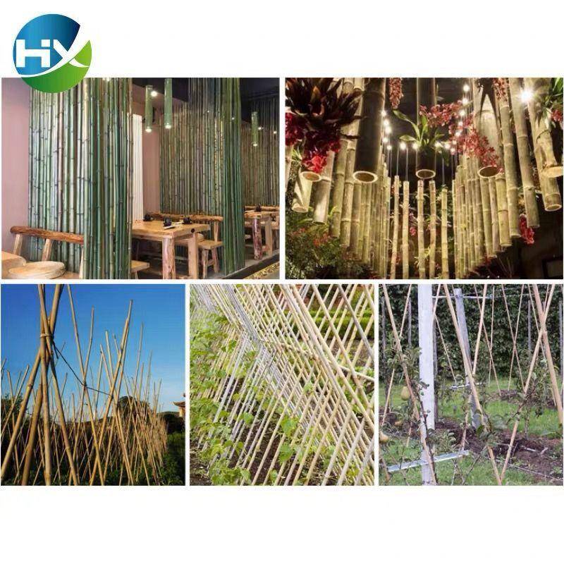 小竹竿蔬菜爬藤竹杆架种菜园搭架豆角架篱笆栅栏彩旗杆细竹子包邮