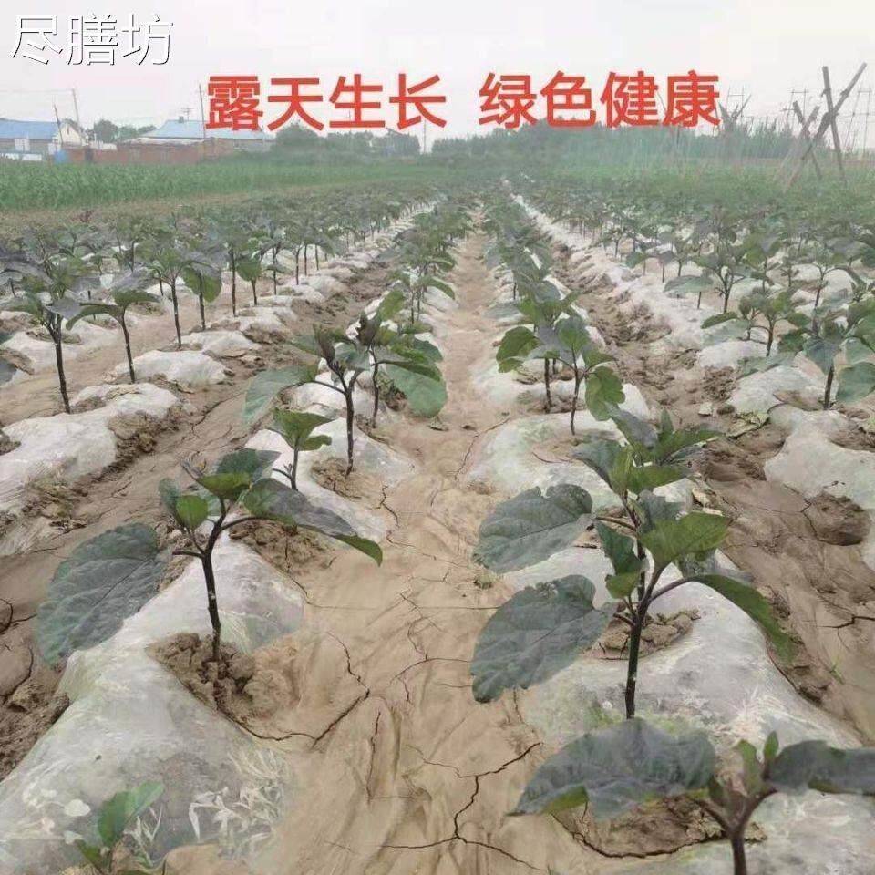 东北迷你小紫茄子水果茄子家乡老味道生吃蘸酱做蒜茄