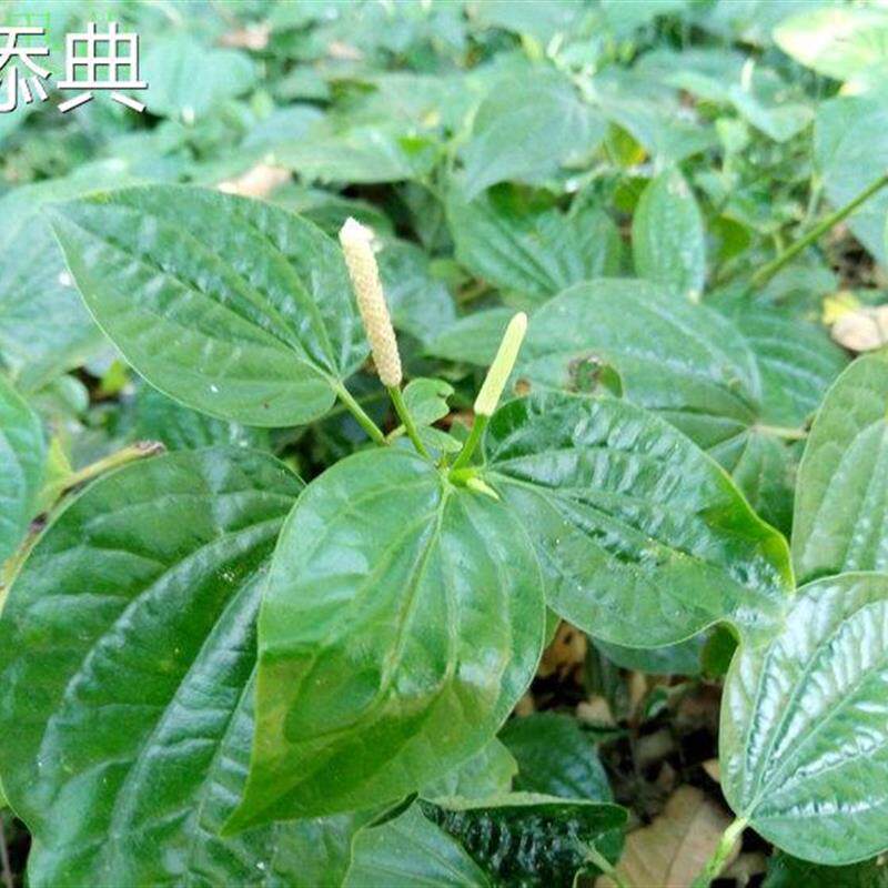 新鲜假蒌叶现摘现卖青蒌叶