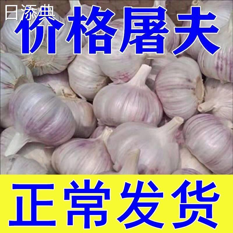 5/10斤价干蒜头河南开封杞县蒜头特价山东金乡大蒜家用大祘新鲜红