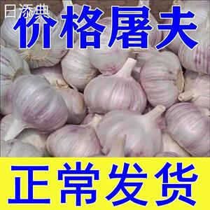 5/10斤价干蒜头河南开封杞县蒜头特价山东金乡大蒜家用大祘新鲜红