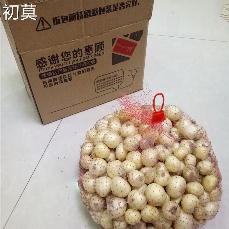 四川农家新鲜农家苦藠团葱小根葱野葱头苦茭小蒜藠头薤白(特大果)