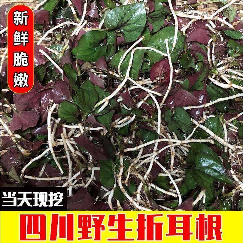 四川宜宾特产农家新鲜折耳根嫩叶连根贵州云南野菜蔬菜现挖鱼腥草