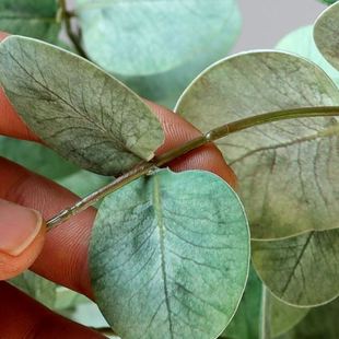 仿真植物家居仿真树叶假叶子装 3D网纹尤加利金钱叶子仿真假花 饰