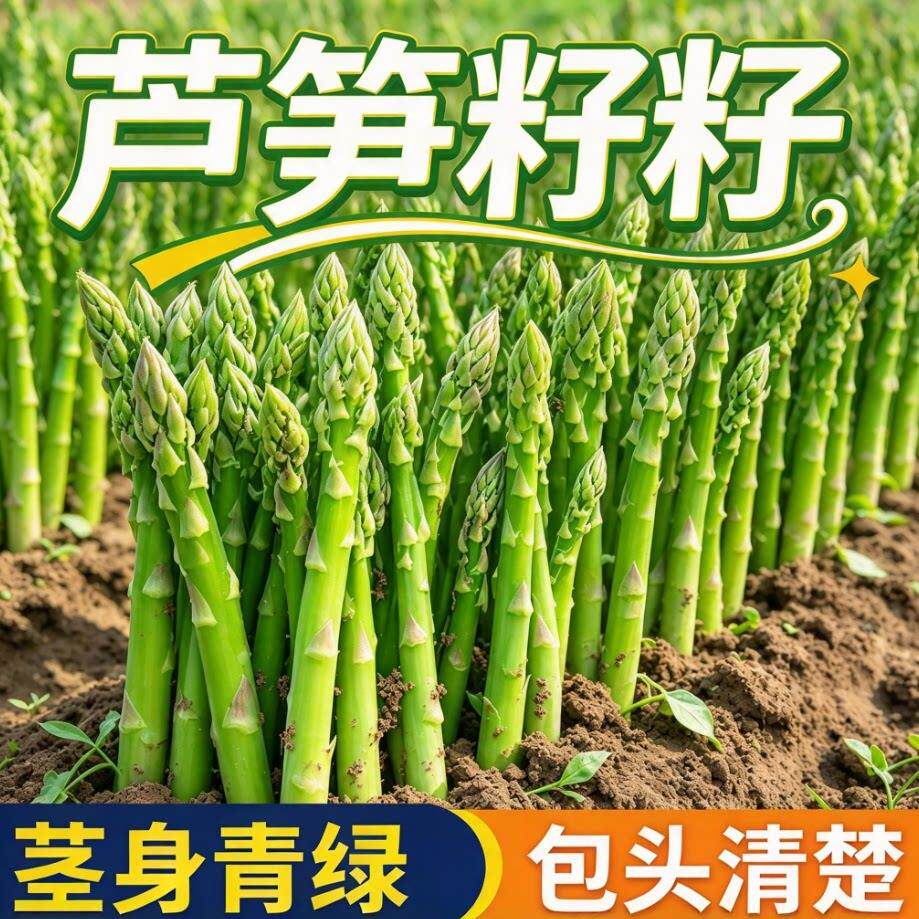 芦笋种子四季播种多年生绿芦笋种籽阳台盆栽蔬菜种孑