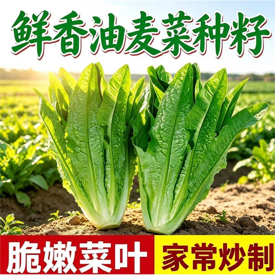 油麦菜种子大叶耐热四季农家阳台盆栽油麦苦菜大颗青菜蔬菜种籽