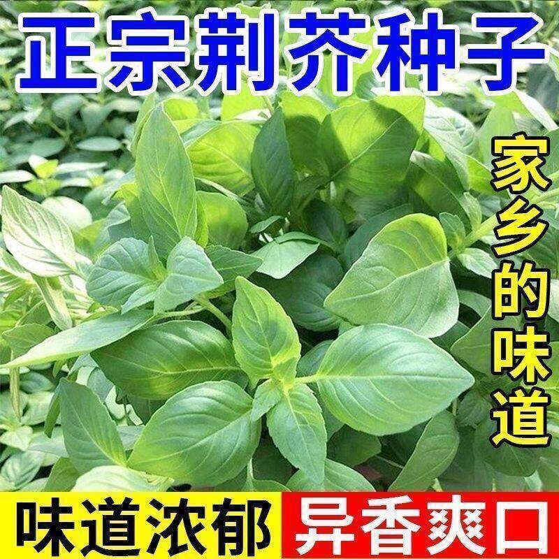 大叶荆芥种子河南荆芥种子四季耐热抗病阳台盆栽蔬菜荆芥菜种子