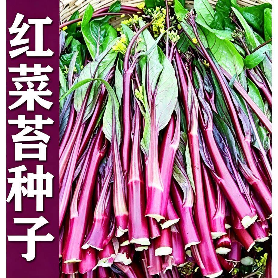 红菜苔种子菜心正宗九月红紫菜苔儿菜蔬菜种子秋季冬四季阳台种籽