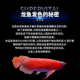 速倍妥霞光号龙鱼发色灯管鱼缸增艳灯观赏红龙三基色T5全光谱