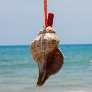 新品天然海螺号喇叭口哨儿童吹号玩具小螺号创意礼物大海螺号角