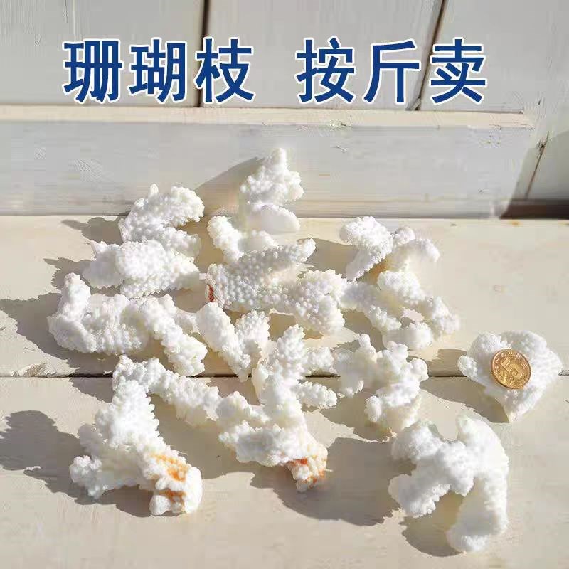 天然白珊瑚d骨滤材珊瑚石造景底砂鱼池过滤鱼缸摆件纯天然白色