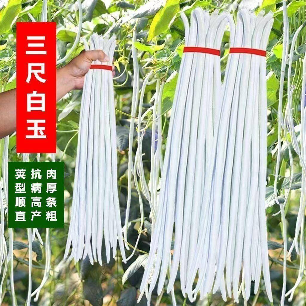 三尺白玉豇豆种子角高产大