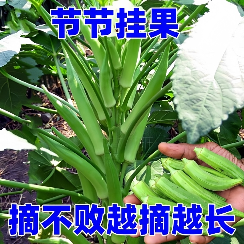 黄秋葵苗水果秧家庭阳台种
