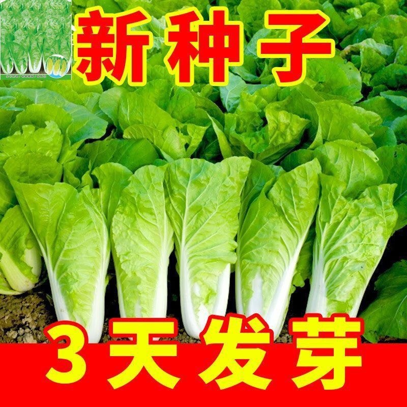 四季奶油快菜种子小白菜菜籽耐热速生快菜种孑阳台蔬菜籽种大全