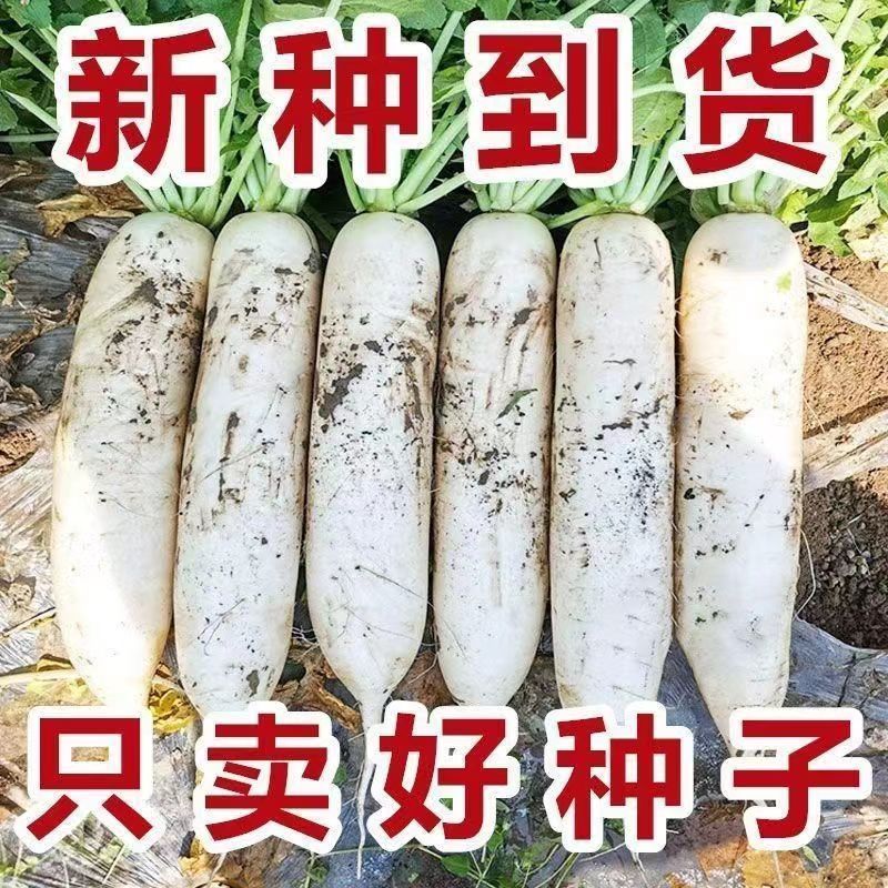 夏季耐热抗40白萝卜种子大