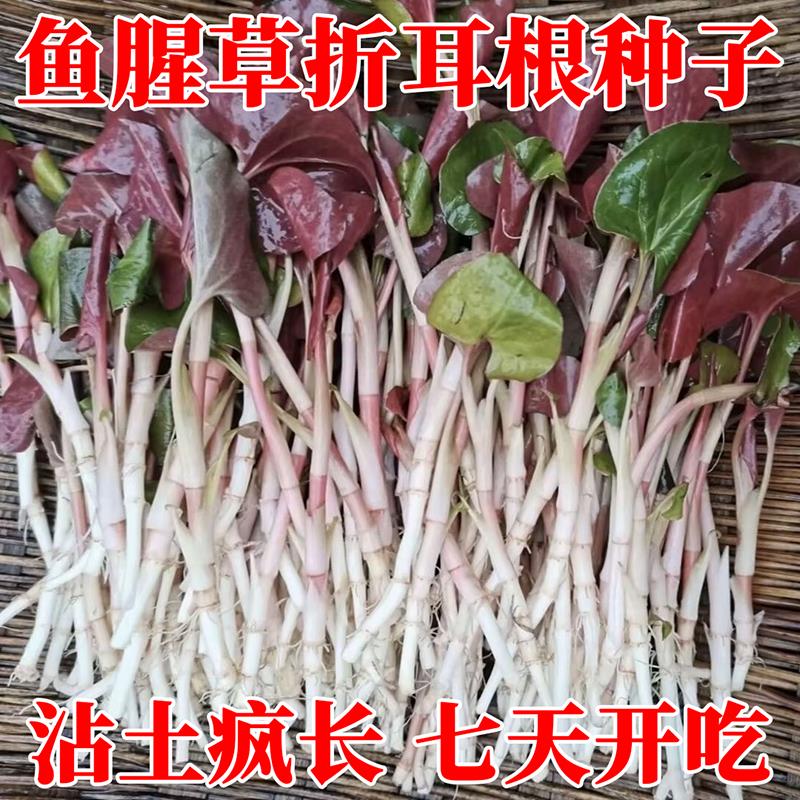 鱼腥草种子折耳根籽苗新鲜