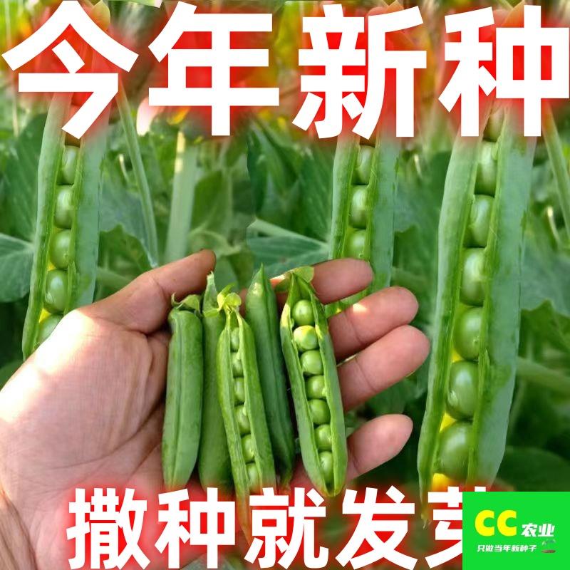 豌豆种子甜水果耐寒早熟籽