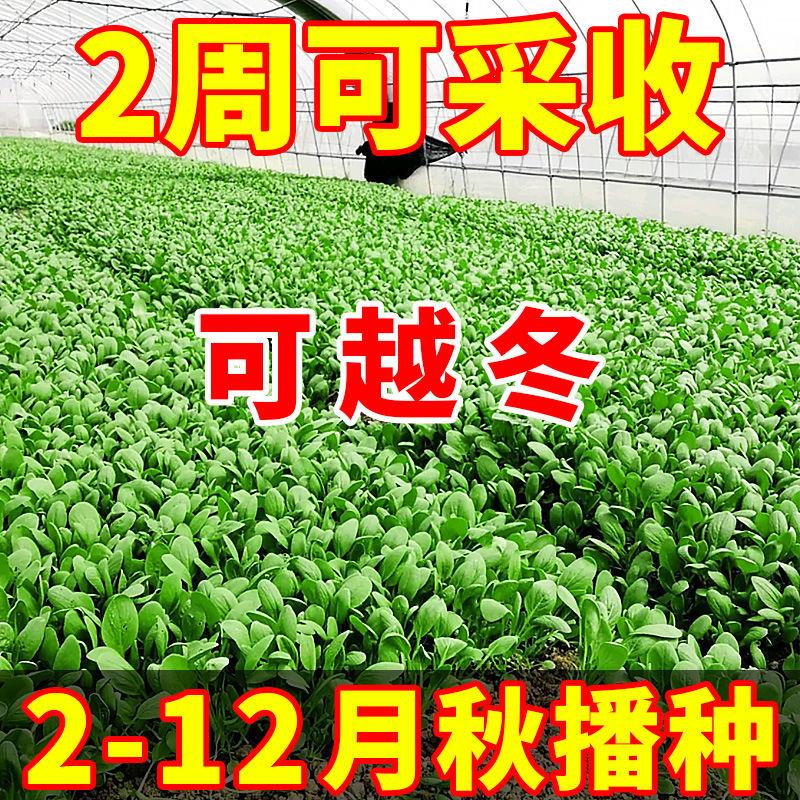 【2周可采收】速生鸡毛菜