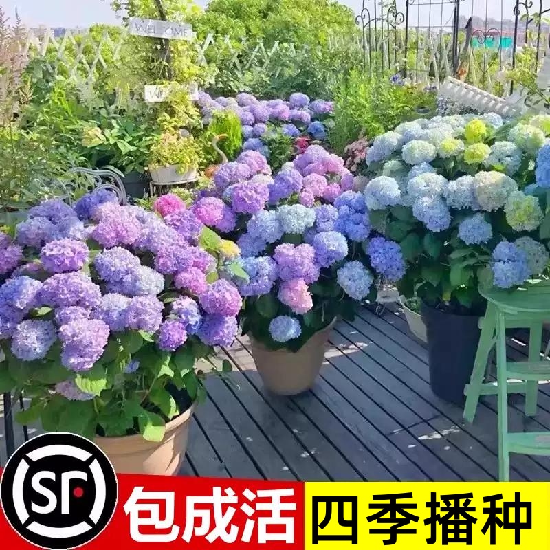 绣球花种籽子适合四季室外
