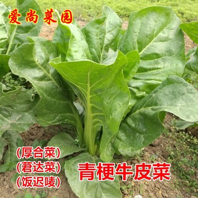 青梗牛皮菜种子大叶厚合莙