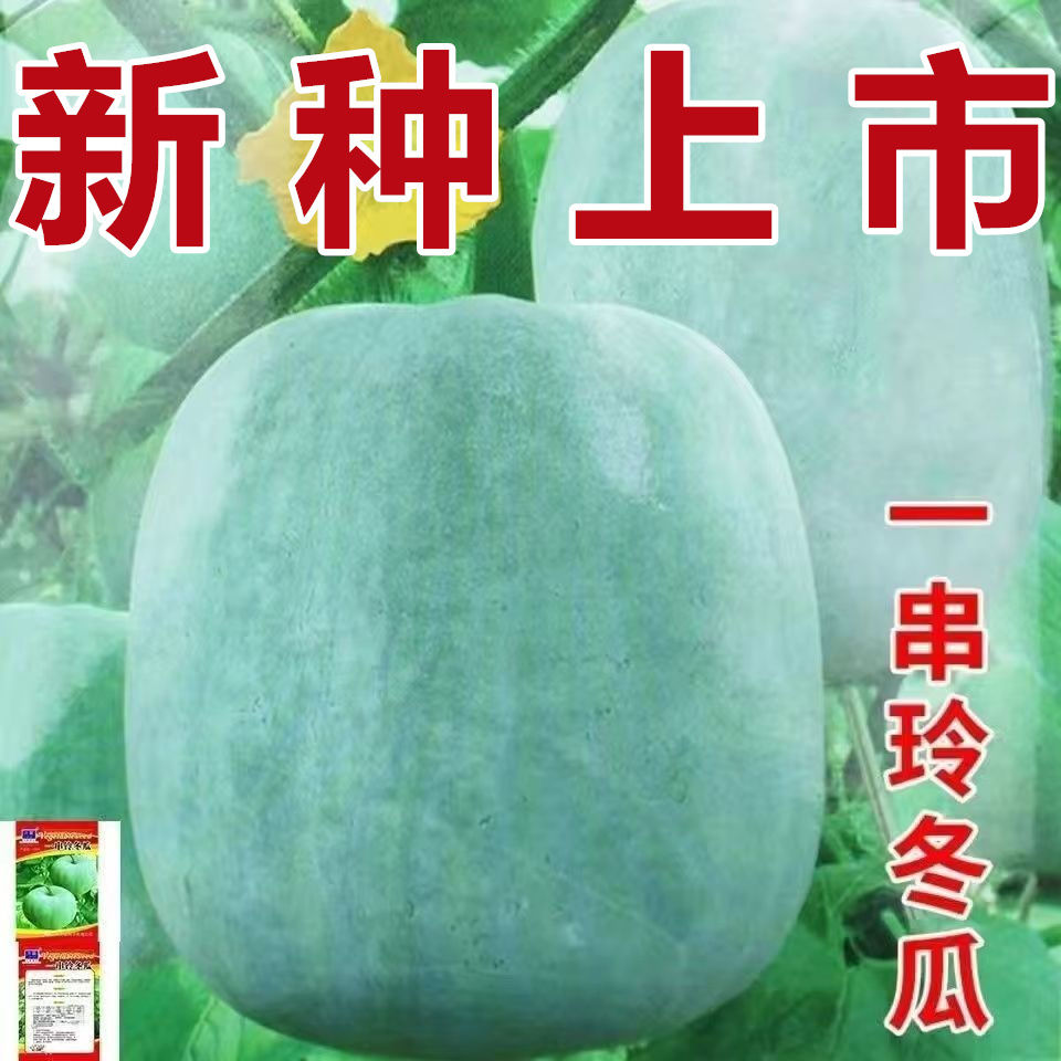 一串铃小冬瓜种子四季白皮