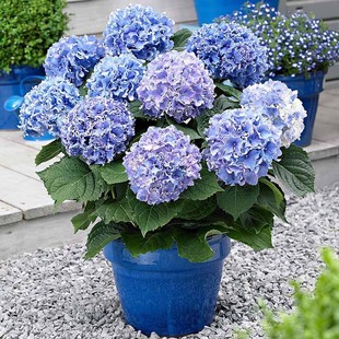 海蒂 铆钉褶边绣球花苗可调色阳台庭院花卉植物盆栽 花园 细高跟