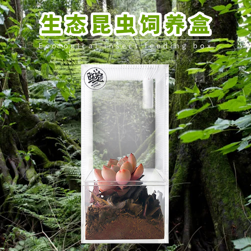 兰花螳螂饲养盒树栖爬虫专用通风透气透明半O生态雨林宠物景观高
