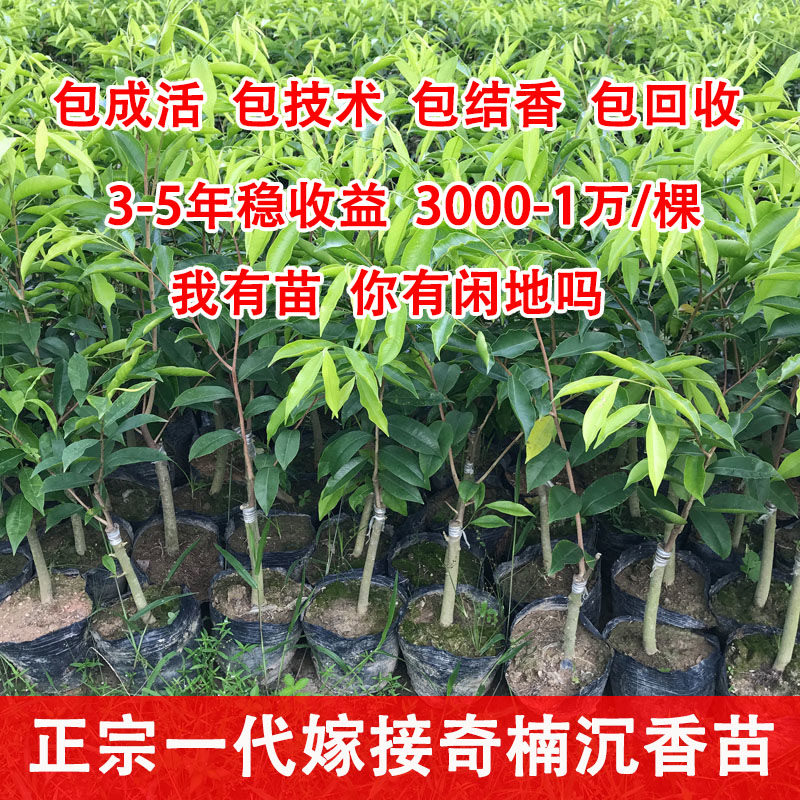 嫁接奇楠沉香树苗包邮50CM树心奇母树G香霸包结香5000万一棵价值