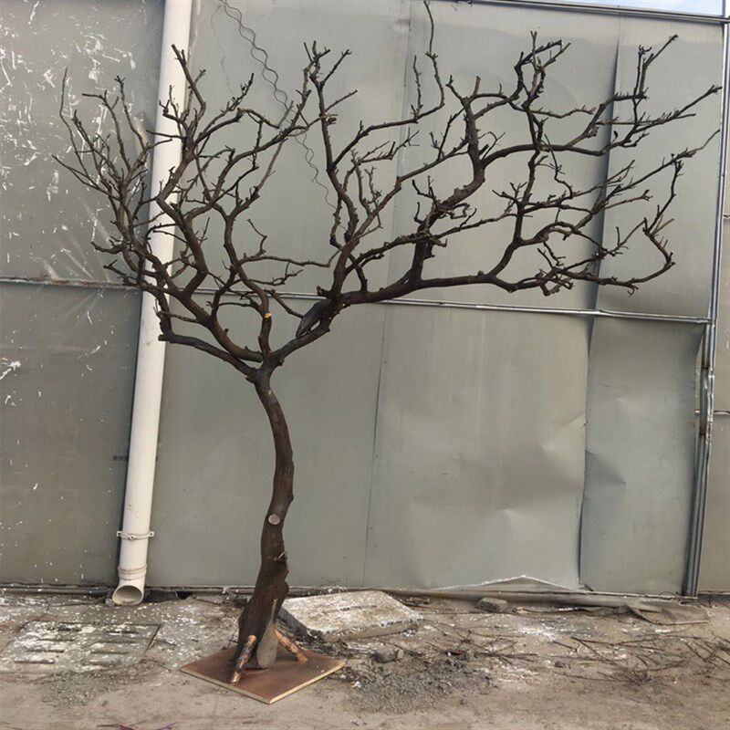 干树枝造景干枝树干许愿树枯树室内庭院造型树枝干原Y木树枝装饰