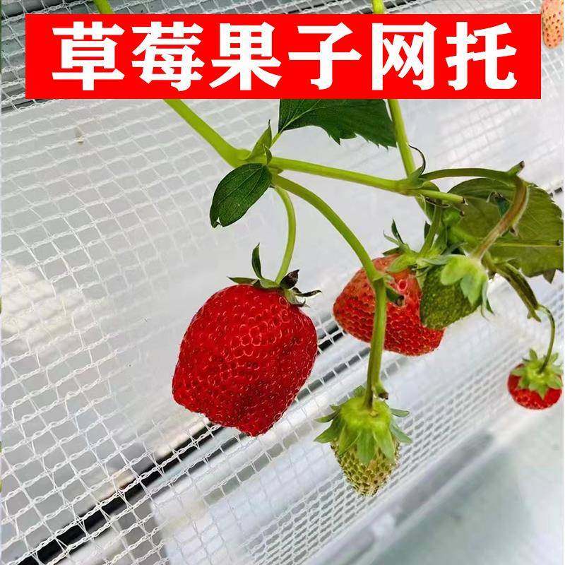 草莓果托网隔离网垫防护网防虫网加厚抗老化30围网农用草莓网25宽,农机/农具/农膜,农用防虫网,淘宝优惠券,粉丝福利购,淘宝优惠卷