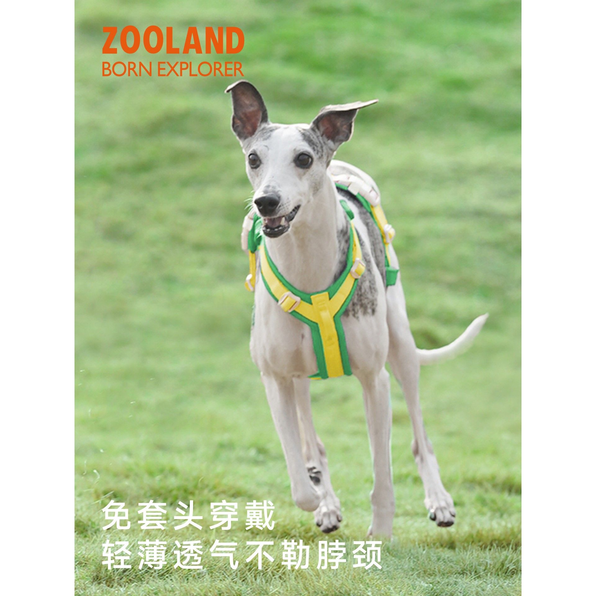 ZOOLAND宠物狗狗牵引绳工字型胸背带防爆冲幼小中大型犬遛狗绳子A图片