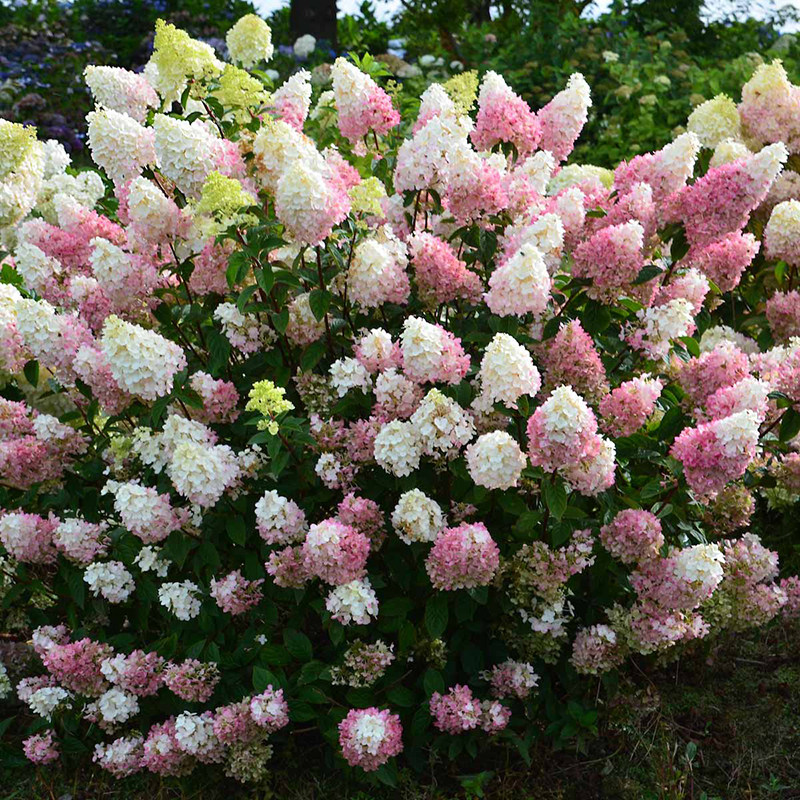 圆锥绣球花苗j耐寒耐热室外庭院别墅花卉植物盆栽花苗