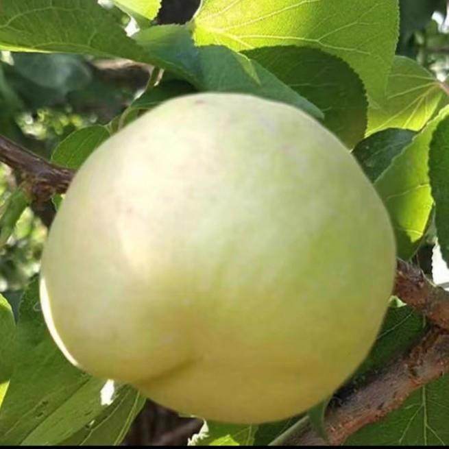 云南杏树苗嫁接特大早熟白杏甜杏子离核盆栽地栽南方北方种植