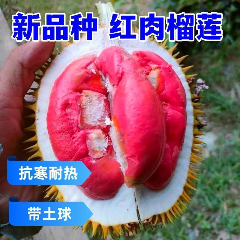 新品种红肉榴莲树苗嫁接当年结果
