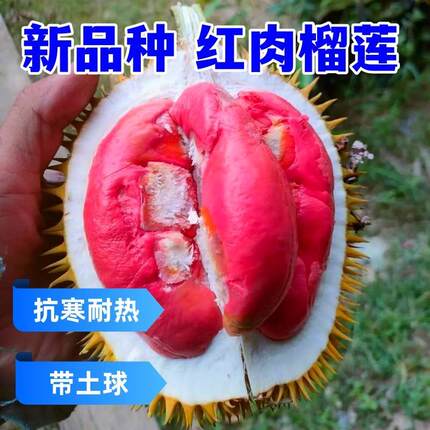 新品种红肉榴莲树苗嫁接当年结果地栽盆栽南方北方种植抗寒果树苗