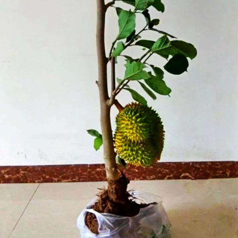 云南盆栽榴莲苗果树苗南北方种植