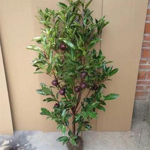 云南山竹树苗无核山竹果苗南方北方种植四季庭院盆栽地栽