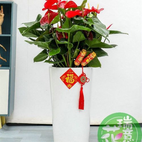 西安同城绿植红掌大型盆栽室内客厅阳台好养乔迁送礼落地植物花卉