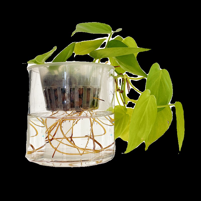 水培柠檬汁蔓绿绒垂吊长藤窗台书架绿植物小好养不长虫室内不怕冷